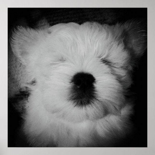 Póster Napping Maltipoo (Frente)