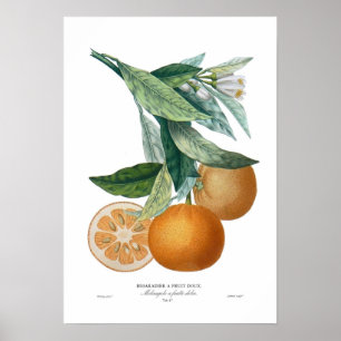 Póster Naranja