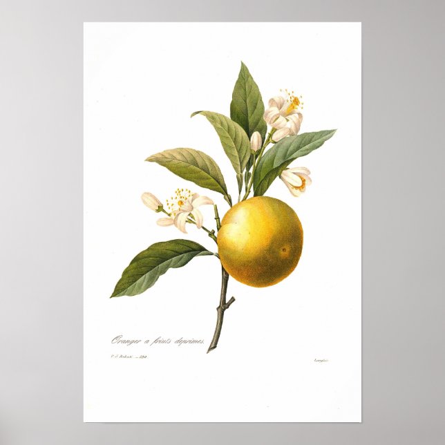 Póster Naranja (Frente)