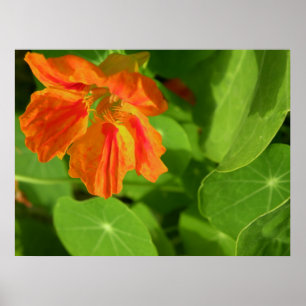 Póster naranja