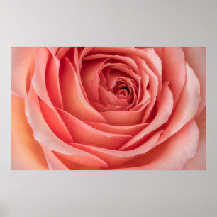 Póster naranja abierto ancho rosa rosa flor corazón inter