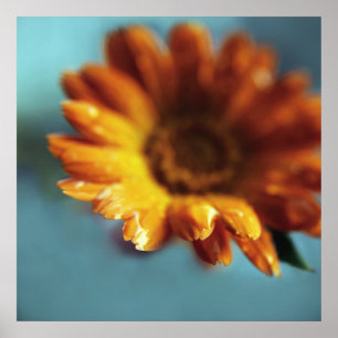 Póster Naranja amarillo Marigold Flor Cae Macro