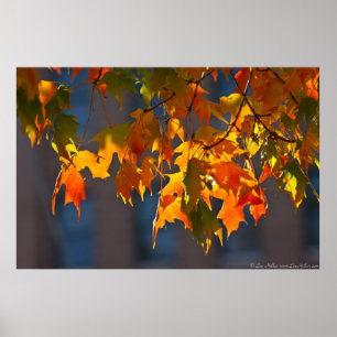 Póster Naranja Amarillo Verde Autumn Maple Leaves Poster