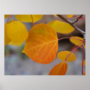 Póster Naranja Autumn Leaf