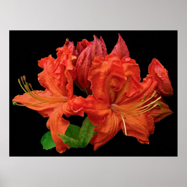 Póster Naranja Azalea Blossoms (Frente)