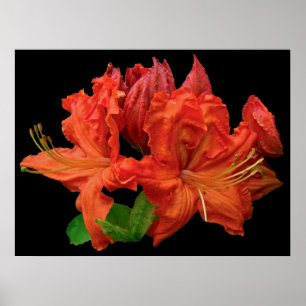 Póster Naranja Azalea Flores