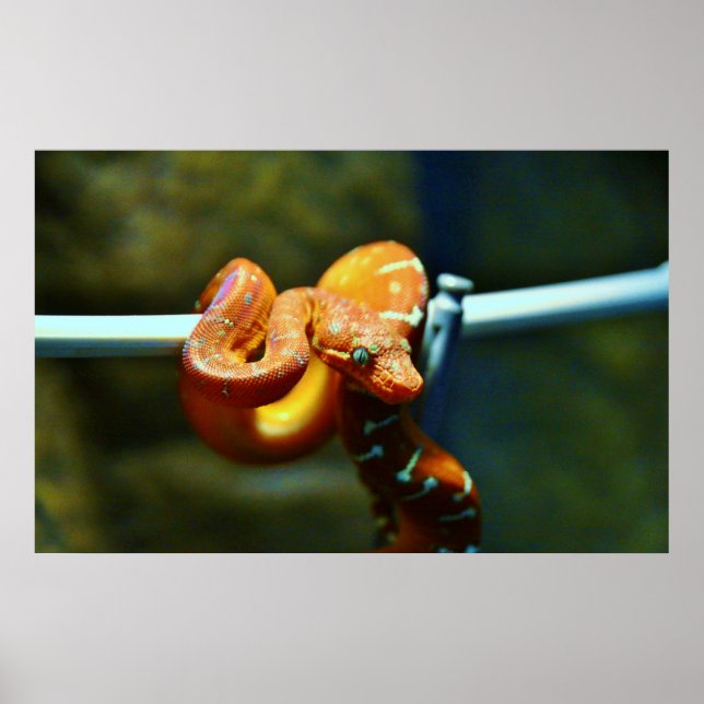 Póster Naranja Ball Python (Frente)