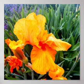 Póster Naranja Bearded Iris