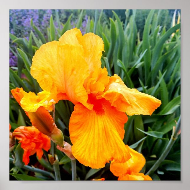 Póster Naranja Bearded Iris (Frente)