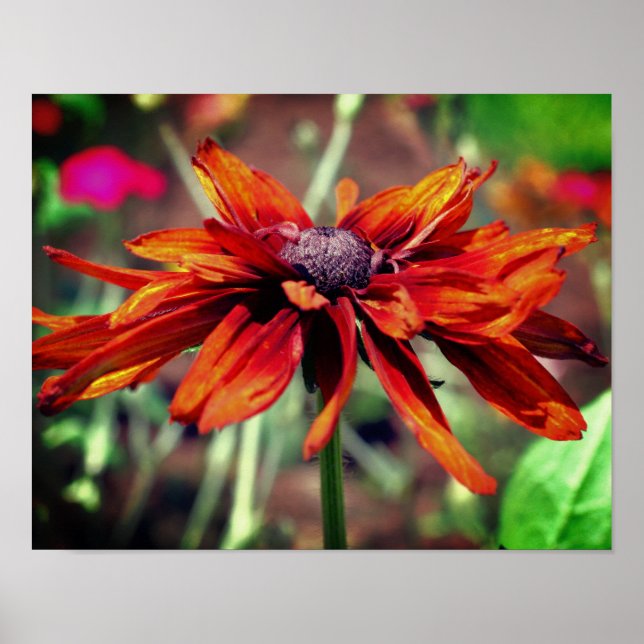 Póster Naranja Black Eyed Susan Flower Close (Frente)
