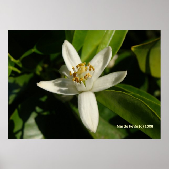 Póster Naranja Blossom (Frente)