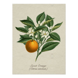 Póster Naranja botánico vintage Blossom deja puesto