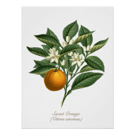 Póster Naranja botánico Vintage Hojas de flores