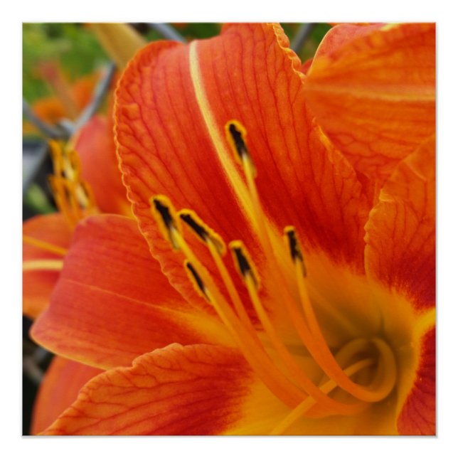 Póster naranja brillante (Anverso)