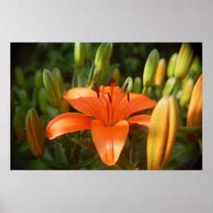 Póster naranja brillante