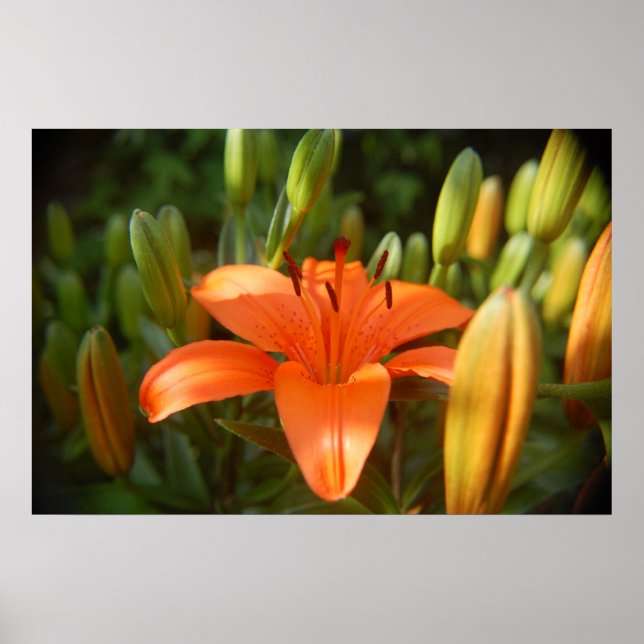 Póster naranja brillante (Frente)