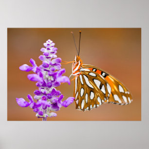 Póster Naranja brillante mariposa fritillera del Golfo