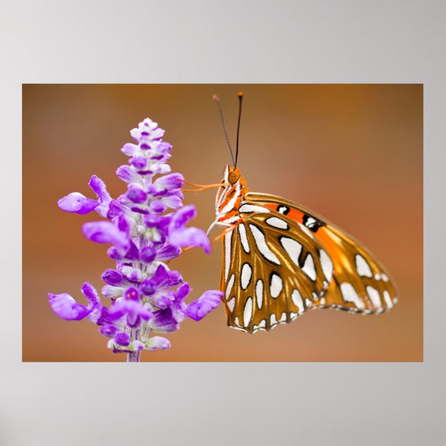 Póster Naranja brillante mariposa fritillera del Golfo (Frente)