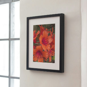 Póster Naranja brillante Rhododendron florece
