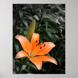 Póster Naranja Burst