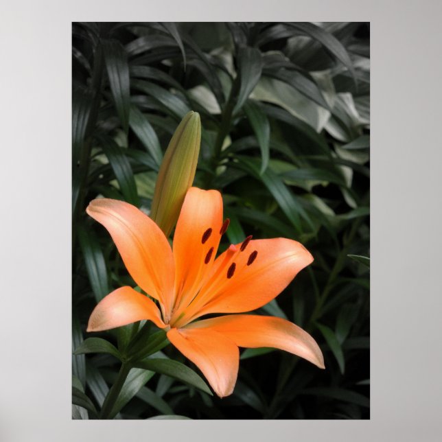 Póster Naranja Burst (Frente)