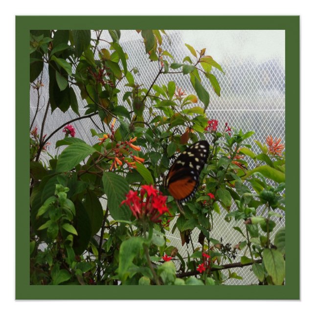 PÓSTER NARANJA BUTTERFLY (Anverso)