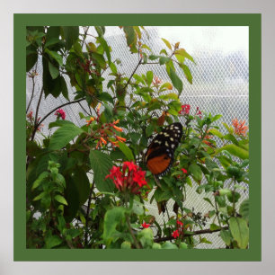 PÓSTER NARANJA BUTTERFLY