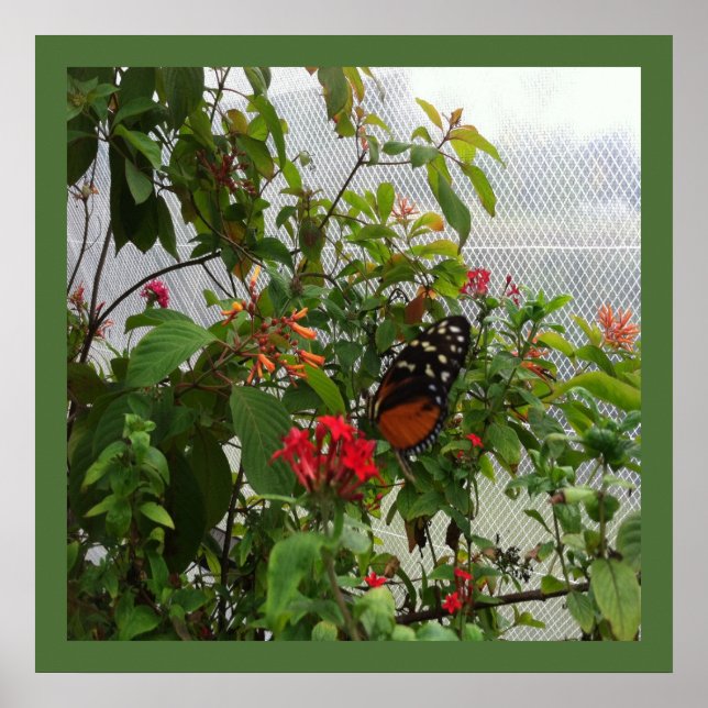 PÓSTER NARANJA BUTTERFLY (Frente)