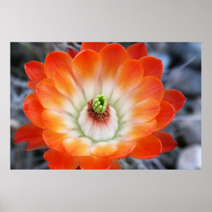 Póster Naranja Cactus Flower