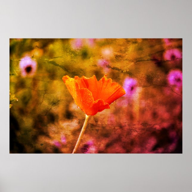Póster Naranja chiffon amapola y pared (Frente)
