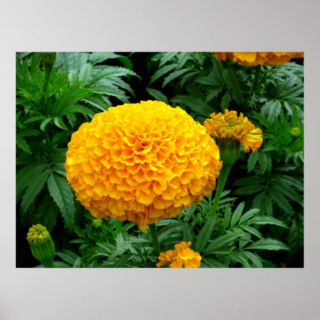 Póster Naranja Chrysanthemum (Frente)