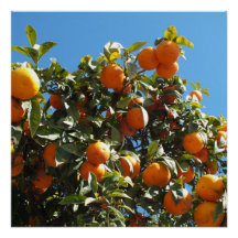 naranja, cítrico, fruta, fresco, rebanada, comida,