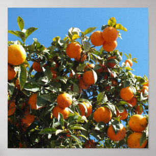 Póster naranja, cítricos, fruta, fresca, rebanada, comida
