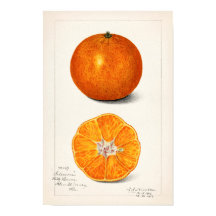 Naranja (Citrus Sinensis) por Amanda Almira Newton
