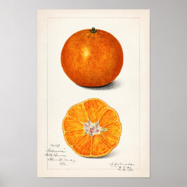 Póster Naranja (Citrus Sinensis) por Amanda Almira Newton