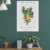 Naranja Citrus Vintage Ilustracion Botánico