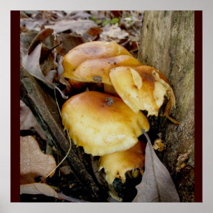 Póster Naranja Colony Mushrooms Poster