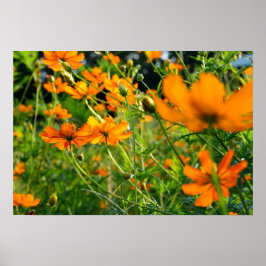Póster Naranja Cosmos Flowers
