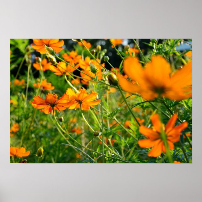 Póster Naranja Cosmos Flowers (Frente)