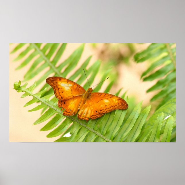 Póster Naranja Cruiser poster de mariposa (Frente)