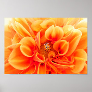 Póster Naranja Dahlia y Ladybug