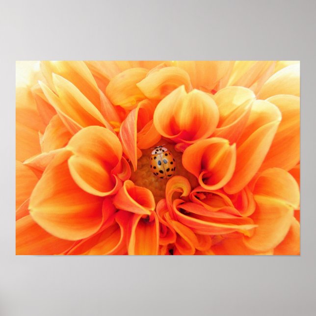 Póster Naranja Dahlia y Ladybug (Frente)