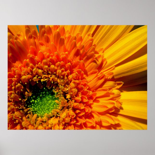 Póster Naranja Daisy Canvas Print (Frente)