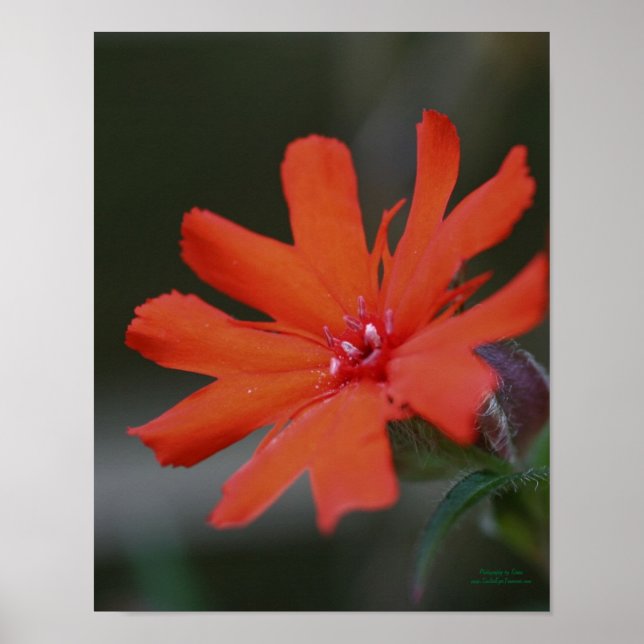 Póster Naranja Daisy Flower Close (Frente)