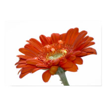 Naranja Daisy Gerbera Flower
