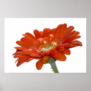 Póster Naranja Daisy Gerbera Flower