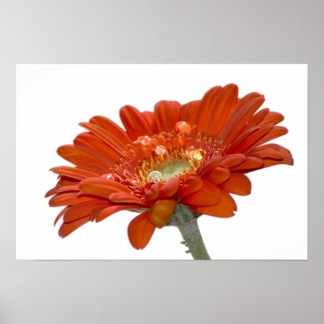 Póster Naranja Daisy Gerbera Flower (Frente)