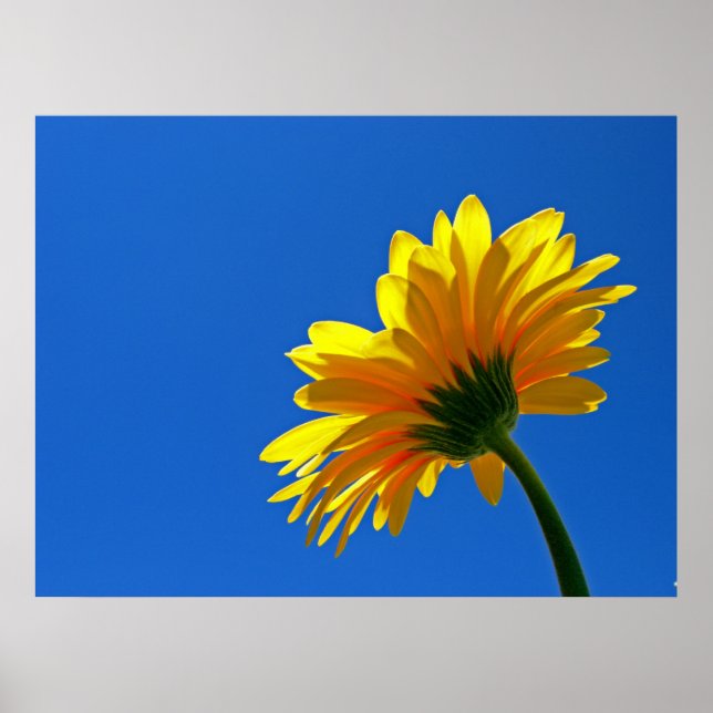 Póster Naranja Daisy Poster (Frente)