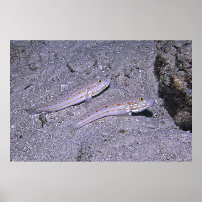 Póster Naranja Dash Goby Pair (Frente)