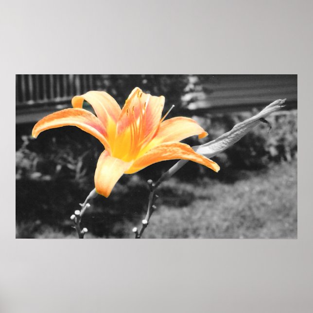 Póster Naranja Day Lily Picture (Frente)